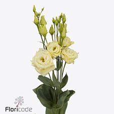 <h4>Lisianthus do alissa yellow</h4>