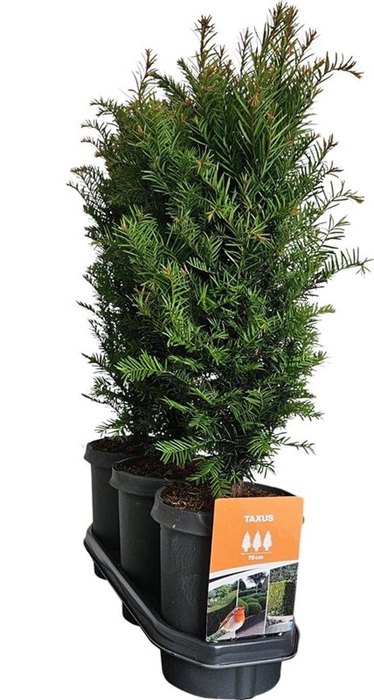 <h4>Hedgeline Taxus baccata 50-60 C4</h4>