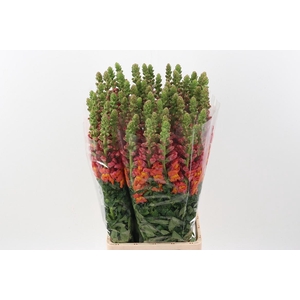 Antir Poto Dark Orange