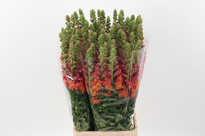 <h4>Antir Poto Dark Orange</h4>