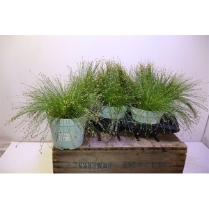 arr8 Isolepis Cernua