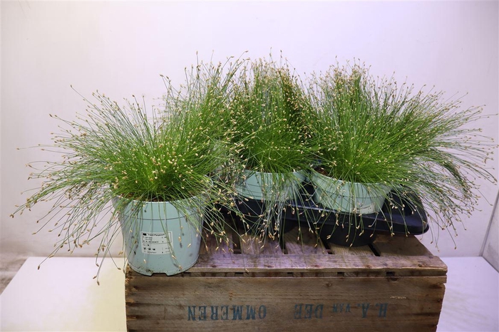 <h4>arr8 Isolepis Cernua</h4>