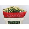 Hypericum Cool Romance Spray