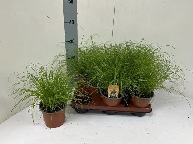 <h4>Cyperus alternifolius Zumula</h4>