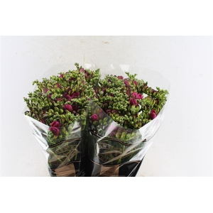 Fr Du Expression Cerise Red