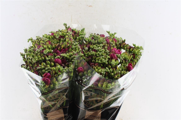 <h4>Fr Du Expression Cerise Red</h4>