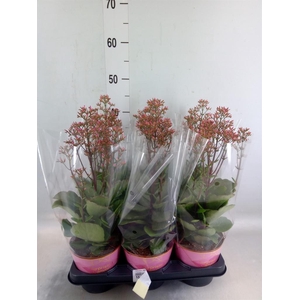 Kalanchoe  'WildFlow Surp Canyon'