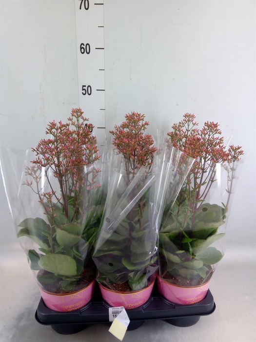 <h4>Kalanchoe  'WildFlow Surp Canyon'</h4>