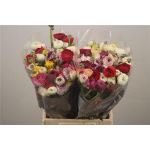 Ran El Mixed In Bunch X50