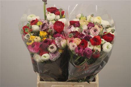 <h4>Ran El Mixed In Bunch X50</h4>