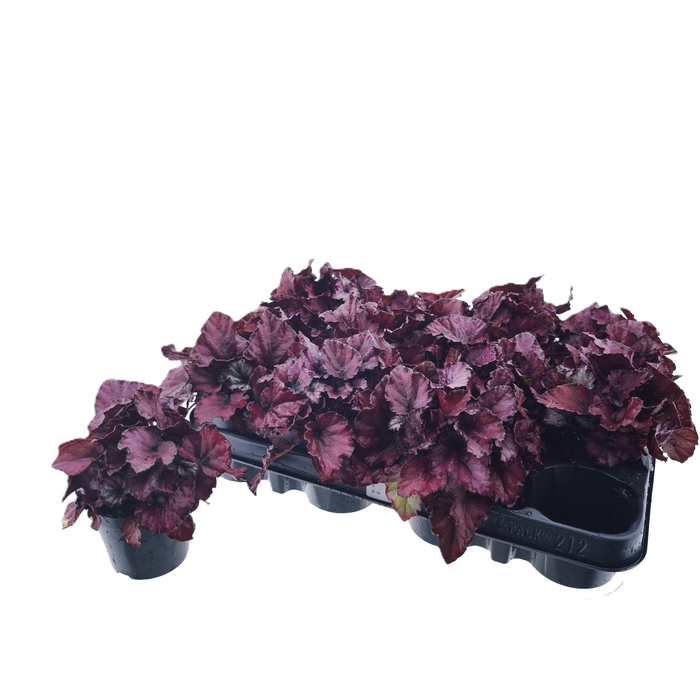 <h4>BEG M C RED BULL</h4>