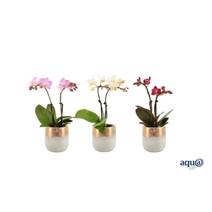 George Tiny Dolls Mix 2T10+ Aqu@