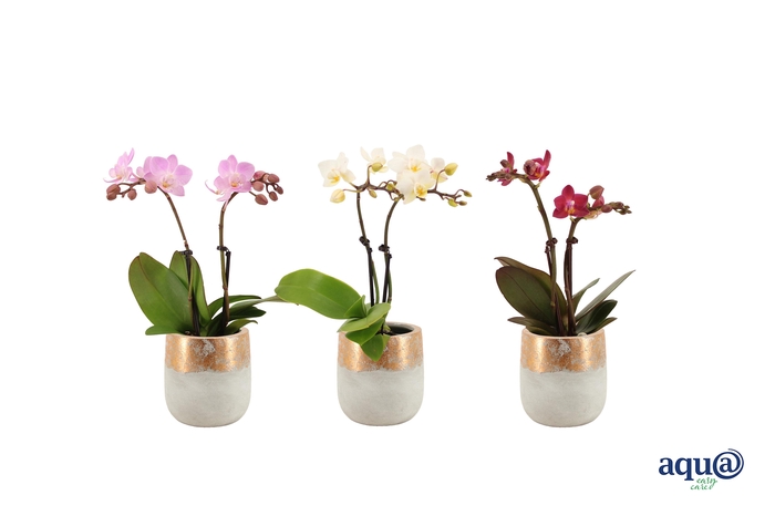 <h4>George Tiny Dolls Mix 2T10+ Aqu@</h4>