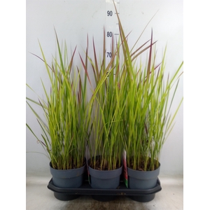 Imperata cylindrica 'Red Baron'