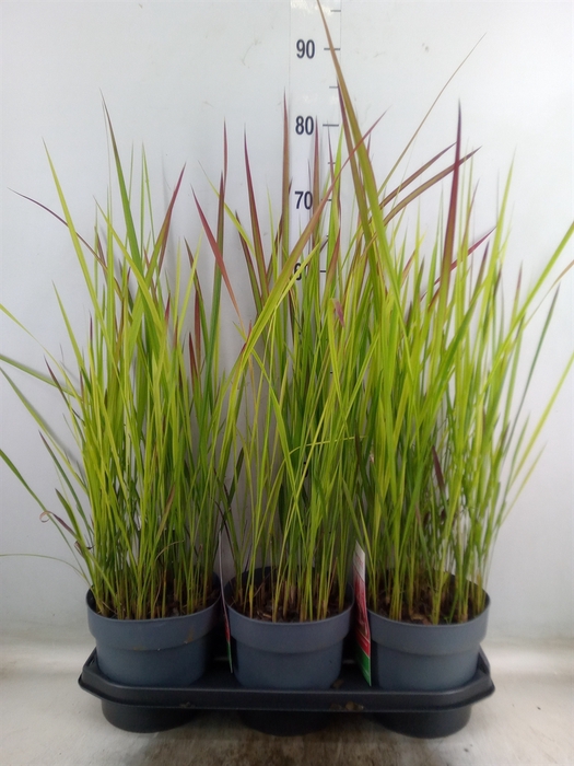<h4>Imperata cylindrica 'Red Baron'</h4>