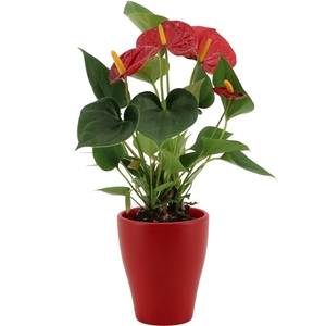 Anthurium Diamond Red in Carly ceramics