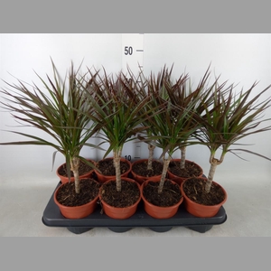 Dracaena marg. 'Magenta'