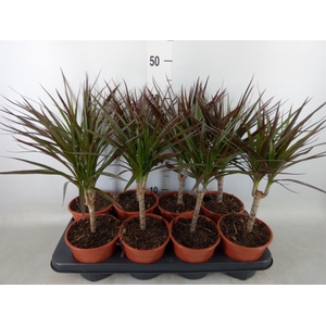 Dracaena marg. 'Magenta'