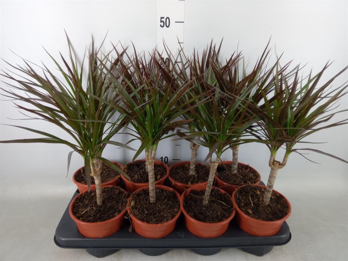 <h4>Dracaena marg. 'Magenta'</h4>