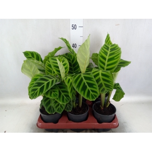 Calathea zebrina