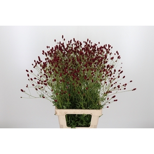 Sanguiso Officinalis