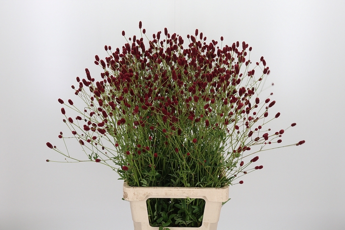 <h4>Sanguiso Officinalis</h4>