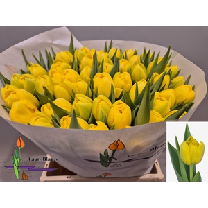 TU DU DOUBLE TROUBLE