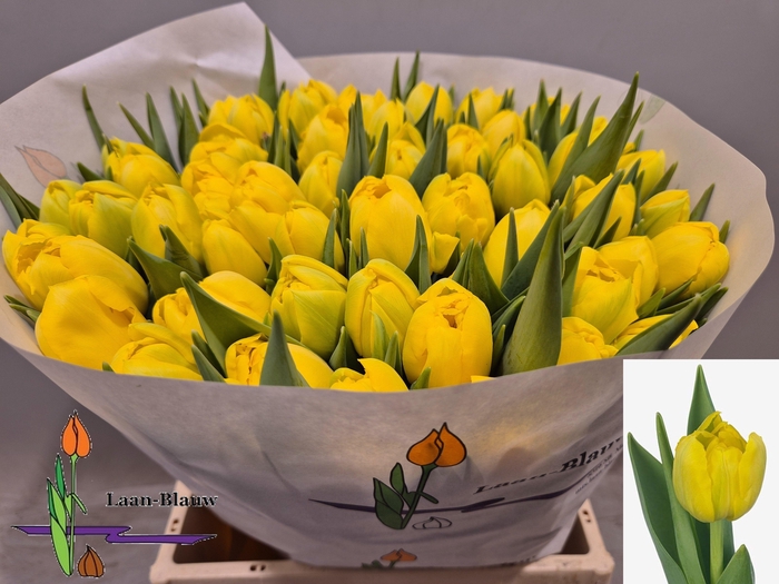 <h4>TU DU DOUBLE TROUBLE</h4>