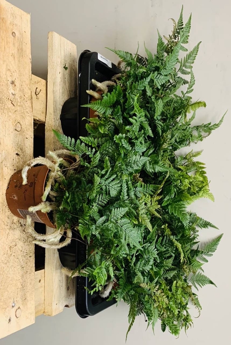 Humata Tyermannii 14Ø 30cm