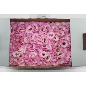 LISIANTHUS FLOR ROSA