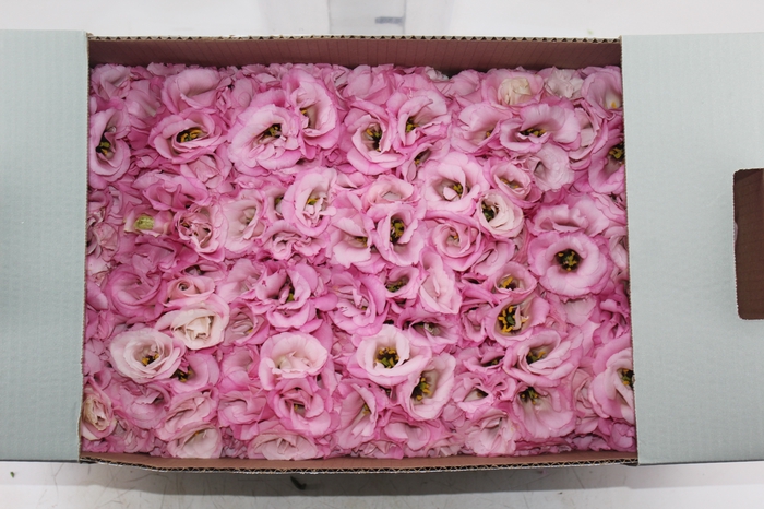 <h4>LISIANTHUS FLOR ROSA</h4>