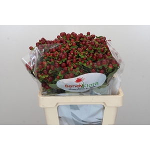 Hypericum Magical Seasons