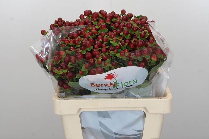 <h4>Hypericum Magical Seasons</h4>