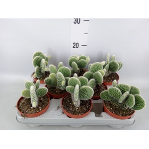 Opuntia microdasys 'Albispina'