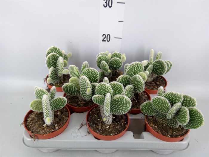 <h4>Opuntia microdasys 'Albispina'</h4>