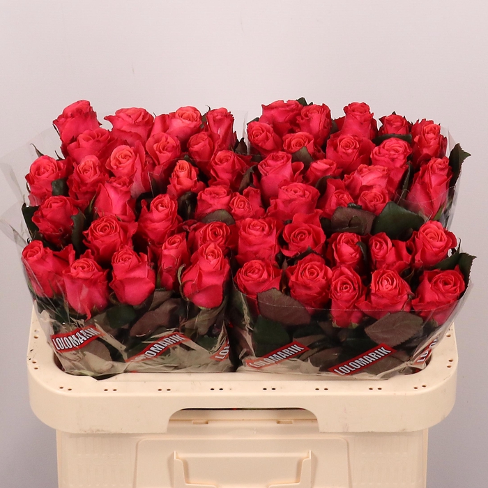 <h4>R GR PINK TACAZZI+</h4>