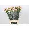 Dianthus St Sarah Pink