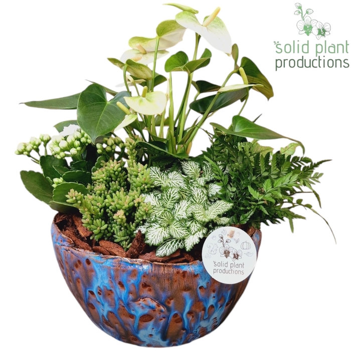 <h4>AT080 Olivia Blue Anthurium</h4>