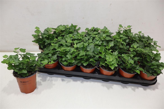 <h4>arr8 Hed He Wonder</h4>