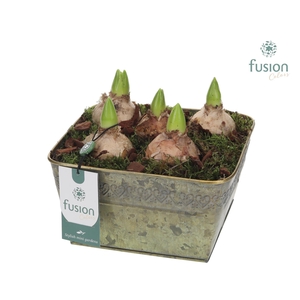 Schaal zink met Hyacinthus