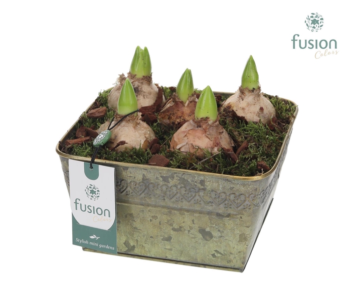 <h4>Schaal zink met Hyacinthus</h4>