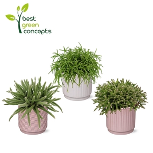 RHIPSALIS GEM