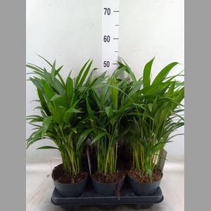 Dypsis lutescens   ...Chrysalidoca