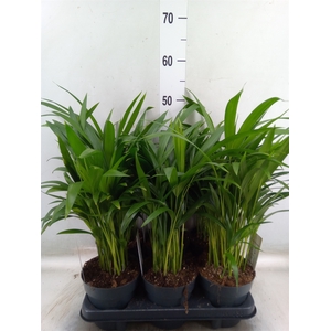 Dypsis lutescens   ...Chrysalidoca