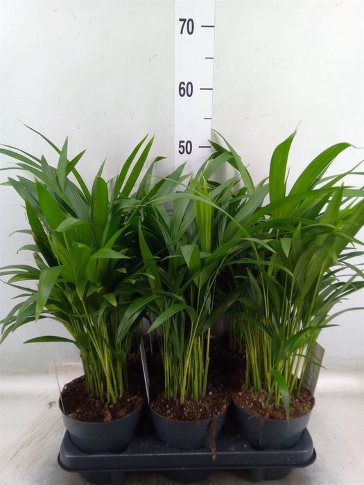 <h4>Dypsis lutescens   ...Chrysalidoca</h4>