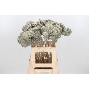 Ammi Zaad Kl Bh Platina