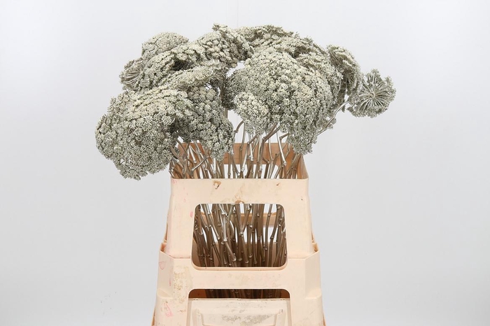 <h4>Ammi Zaad Kl Bh Platina</h4>