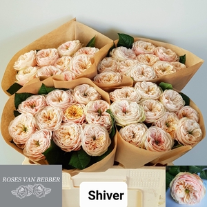 R GR SHIVER!