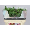Alstro Charm Purplex
