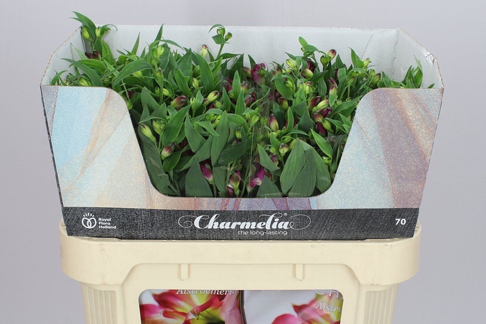 Alstro Charm Purplex